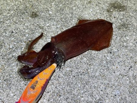 姫路離島でライトエギング