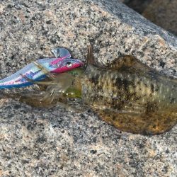 姫路離島のエギング｜激渋で小さいけど数は釣れました！