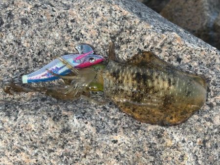 姫路離島のエギング｜激渋で小さいけど数は釣れました！