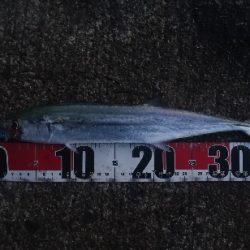 月の輝きと青箭魚