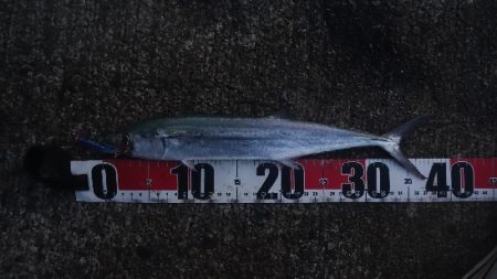 月の輝きと青箭魚