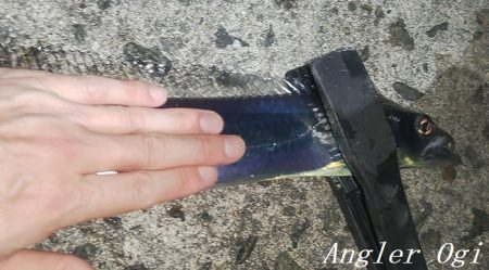 引き釣りでタチウオ2桁！