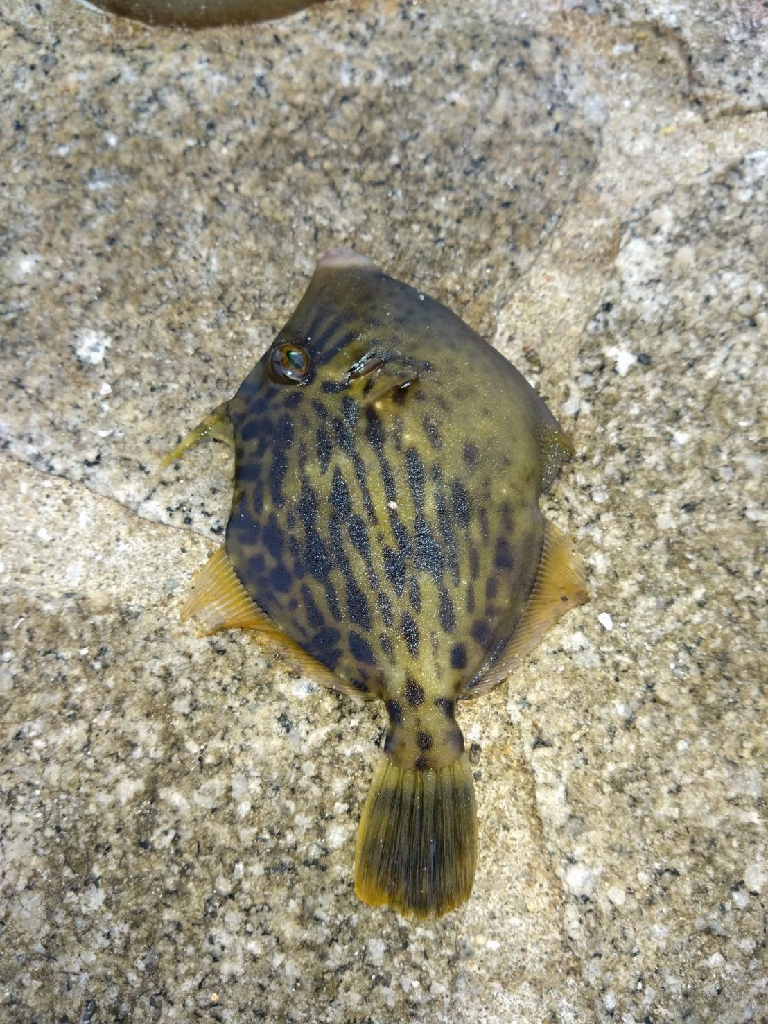 青物完敗、太刀魚渋々…