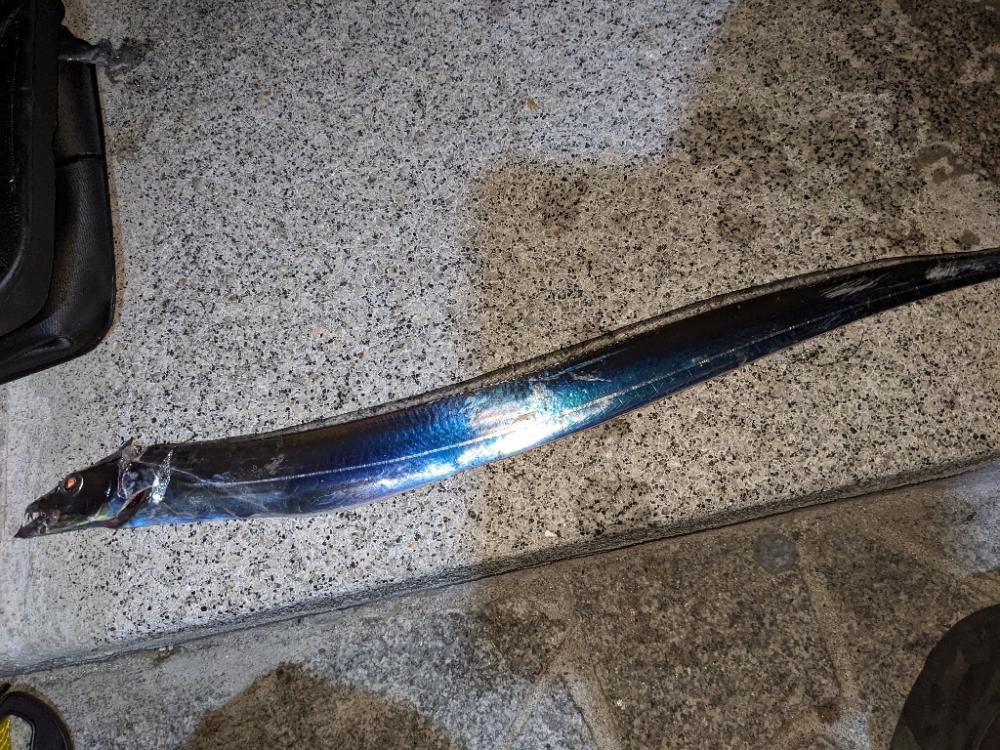 即興フカセでサンバソウ連発!