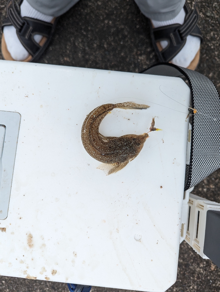 はまなすパーク海水浴場でちょい投げ