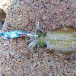 磯で秋エギング