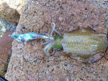 磯で秋エギング