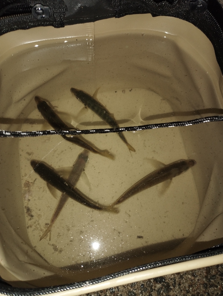 初アオリイカゲット!