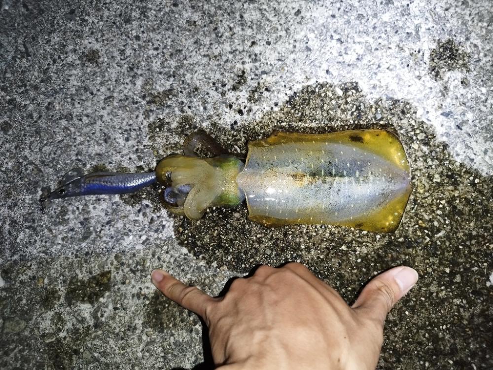 今年初アオリイカ