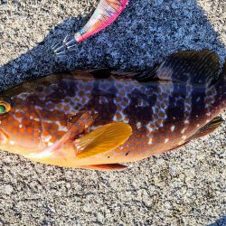 一年振りのエギング！
