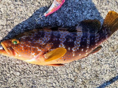 一年振りのエギング！