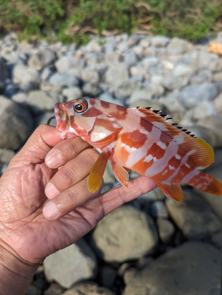 陸っぱり釣行記
