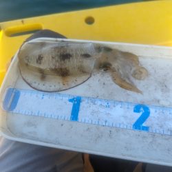 イカ何処いった？