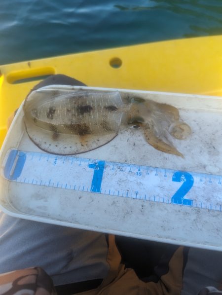 イカ何処いった？