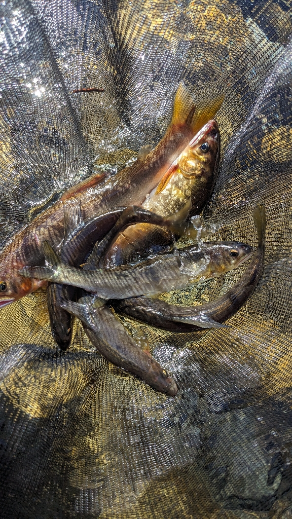 終盤の岐阜県白川