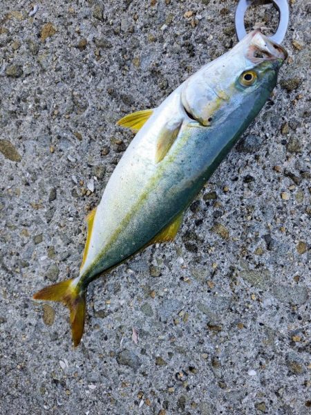 久しぶりの青物複数安打