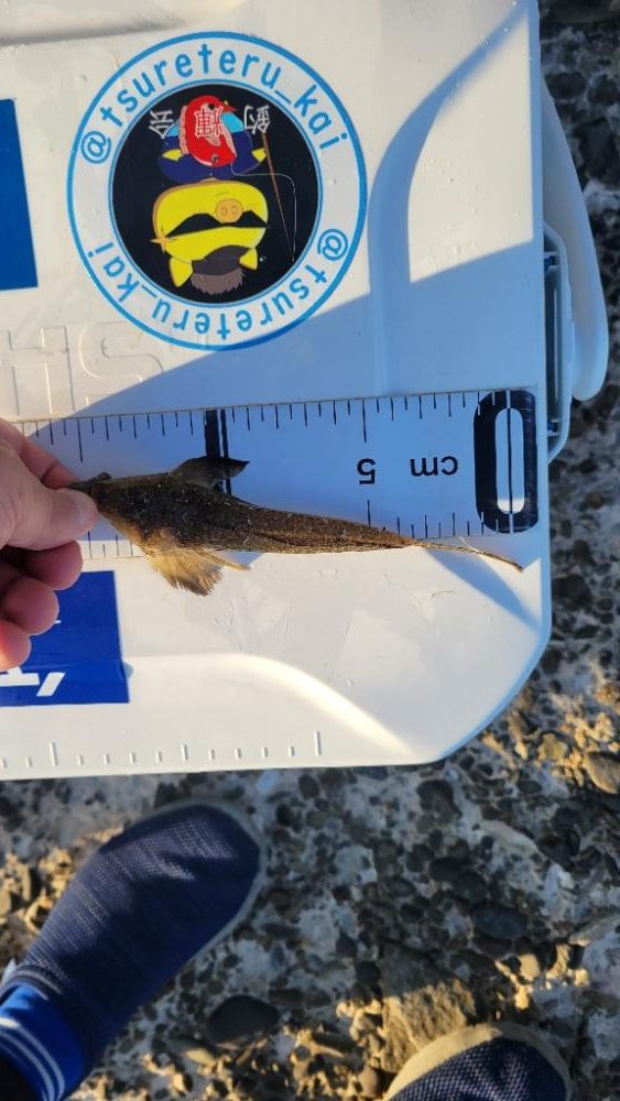 キス釣りのハズが…