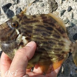 昼までの釣行でカワハギ15枚！