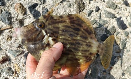 昼までの釣行でカワハギ15枚！