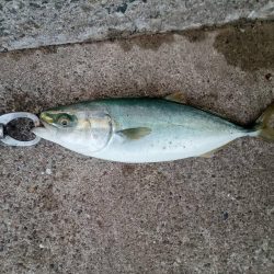 プチsalt water game