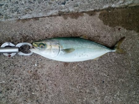 プチsalt water game