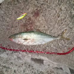 プチsalt water game