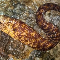 和歌山市江（吉丸渡船）で磯夜釣り