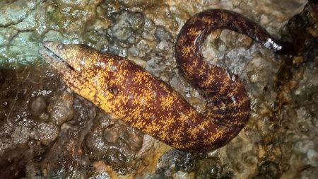 和歌山市江（吉丸渡船）で磯夜釣り