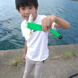 釣ってみたかったサヨリ