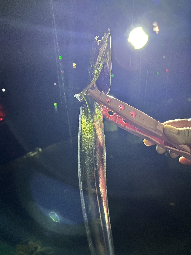 タチウオゲット