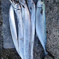 サゴシは何処に？