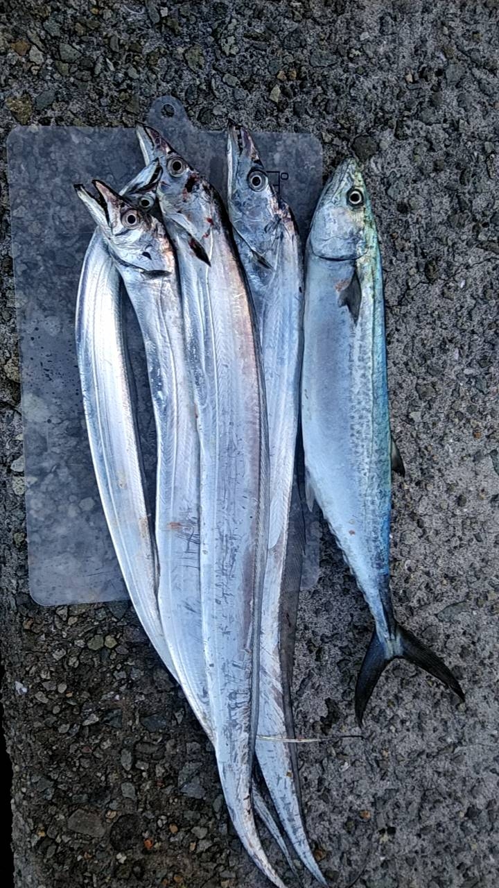 サゴシは何処に？