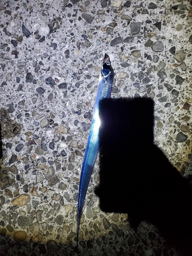 夕マズメのタチウオ