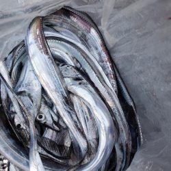 タチウオ　大漁です！