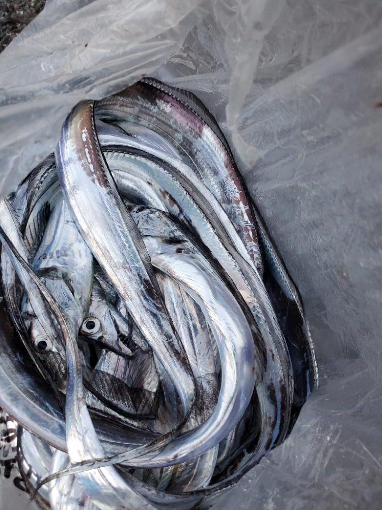 タチウオ 大漁です!