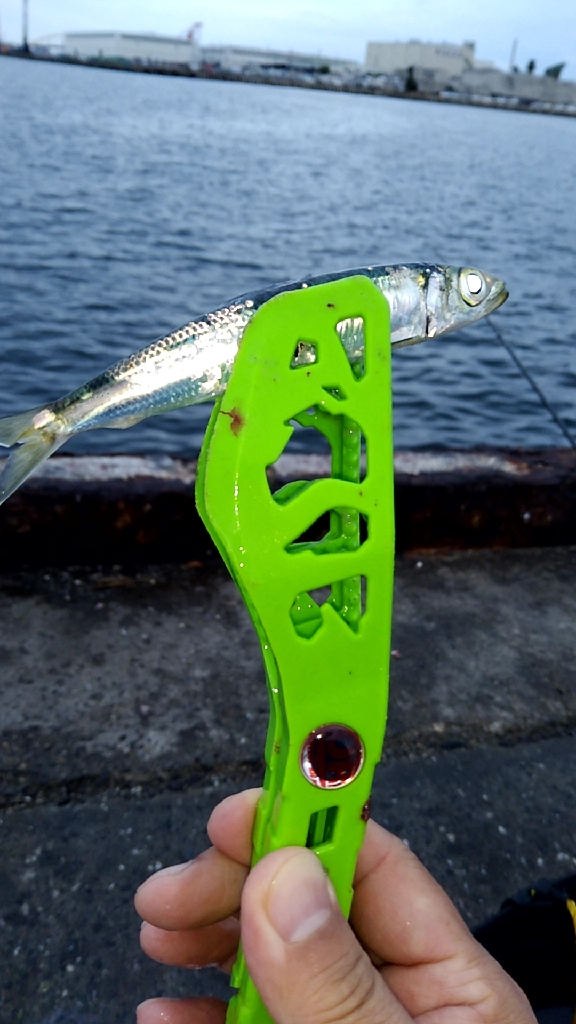 食いがシブい　サヨリちゃん