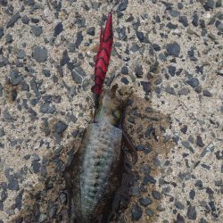 爆風エギングIN対馬