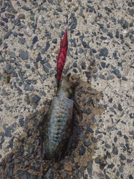 爆風エギングIN対馬