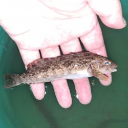 台風あとの濁りを攻める