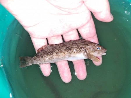 台風あとの濁りを攻める