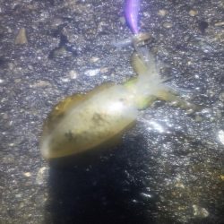 イカのサイズ確認