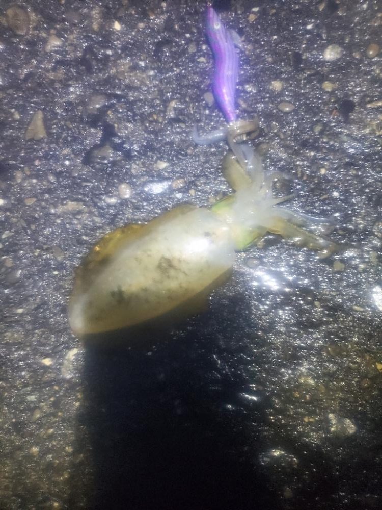 イカのサイズ確認