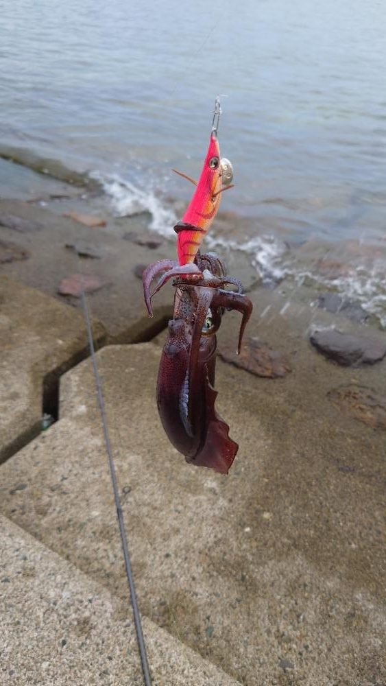 早朝短時間釣行