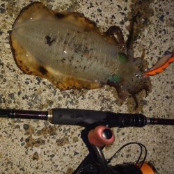 シゴオワエギングIN対馬