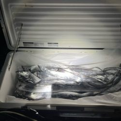 タチウオテンヤで大漁でした