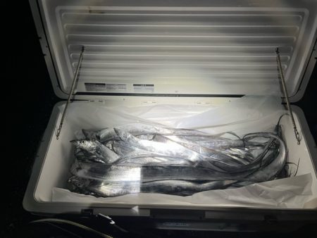 タチウオテンヤで大漁でした