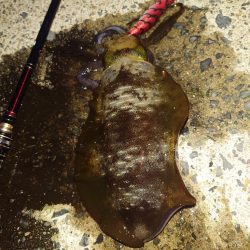 ナイトエギングIN対馬