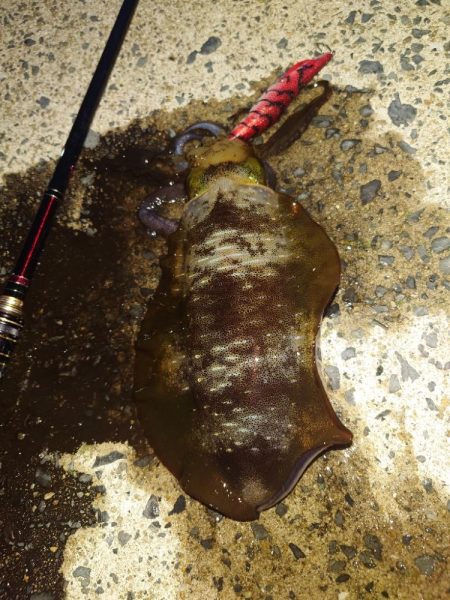 ナイトエギングIN対馬