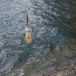 爆風エギングIN対馬