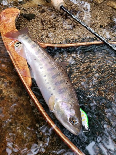 かわいい夏ヤマメが遊んでくれた